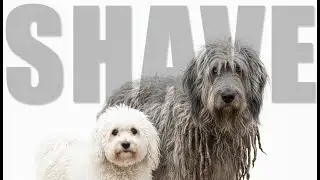 3 Reasons Why Matted Dogs Get Shaved