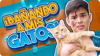 COMO BAÑAR UN GATO Y NO MORIR INTENTÁNDOLO :) | David Martínez