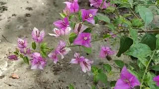 Miss Eva Bogunvilea