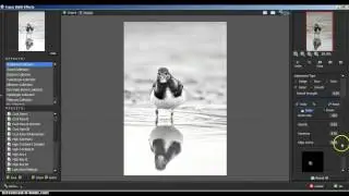 Black and white nature photography tutorial