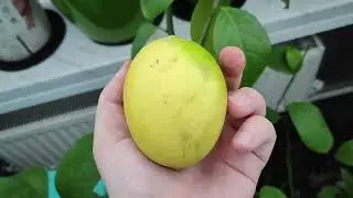 Лимон Новогрузинский (Новоафонский), дегустация.