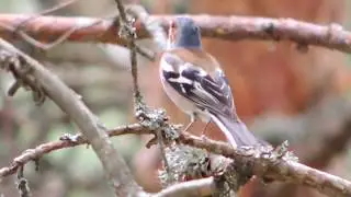 Обикновена чинка (Fringilla coelebs)
