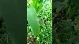 Гряды в тени и на Солнце. Разница #деревня #огород