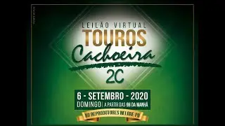 Leilão Virtual de Touros - Fazenda Cachoeira 2C - Domingo 06/09/2020 a partir das 9h da Manhã.