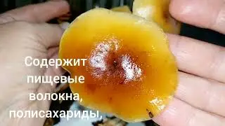 FLAMMULINA VELUTIPES. Фламуллина бархатистоножковая.Описание,лечебные свойства.