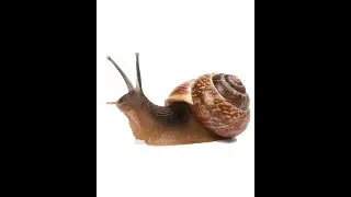 undertales TRUE pacifist ending SPEEDRUN in 1:23:36 (8TH PLACE)