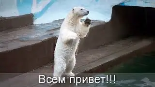 Медвежонок Стрелка помахала первым зрителям лапкой и устроила концерт с прыжками.