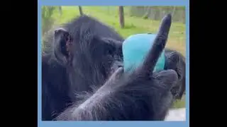 How We Beat the Heat - Save the Chimps