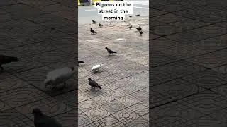 Pigeons on the street in the morning #Short