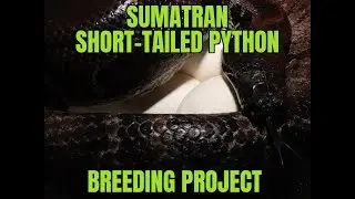 Sumatran Short-tailed Python (Python curtus) breeding project.