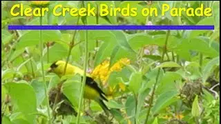 Clear Creek Birds on Parade