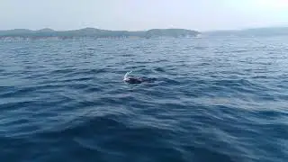 Смотреть всем! Рыбалка с Дельфином.
