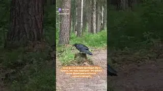 Мама Му, ворон Кракс и дочь в лесу, т.е. в книге. 