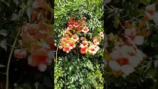 КВІТИ-ДИВОВИЖНІ СТВОРІННЯ ПРИРОДИ! ЧАРУЮТЬ СВОЄЮ КРАСОЮ!