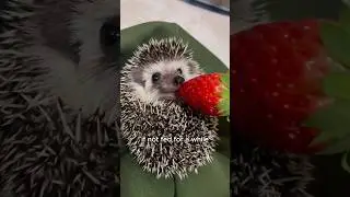 Falling hedgehogs bring unexpected surprises 