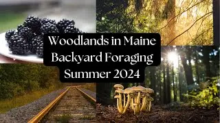 Hiking through our wooded acreage-End of Summer Foraging in Maine