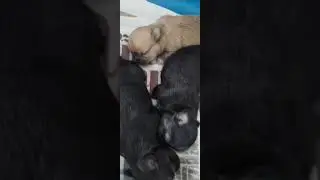 3 MACHO PUPPYS 2X KIMBO CHIHUAHUA APPLE HEAD MEXICAN BLOODLINE 🇲🇽