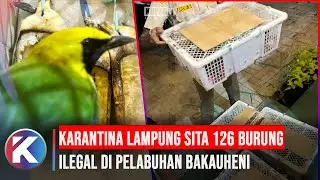 Karantina Lampung Sita 126 Burung Ilegal di Pelabuhan Bakauheni