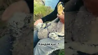Аяғына не салып жатыр? #құмайтазы #қырғи#қаршыға#shorts#tiktok#суңқар#охота#аңшылық