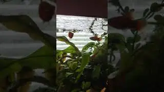 Флаговая пецилия!