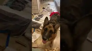 Заведи собачку, говорили они. Будет весело, говорили они🤯
