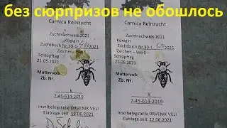 подсадка и подготовка к зиме островных маток
