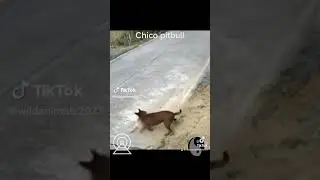Perro café destroza a la verga Columba de perro blanco fierro a la verga no lo haga compa #dog