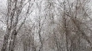 Я к вам травою прорасту