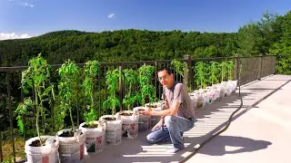 Beginner Bucket Garden for Heirloom Tomatoes & Peppers