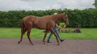 Goffs Orby Preview: Ballylinch Stud
