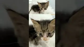 kitten's lonely struggle #kittenslonlystruggletosurvive #rescuekitty #rescuekitten #rescuekittens