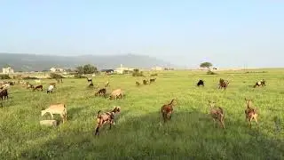 رحلة مع الأغنام الظفارية وسط خيرات موسم الصرب A Natural Masterpiece Dhofari Sheep