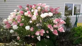 Hydrangeas in the garden/Our experience 2012-2018/Planting, care, propagation/Vanilla Fries/Lime ...