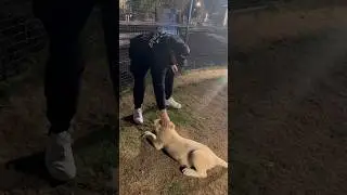 Man Vs Lion