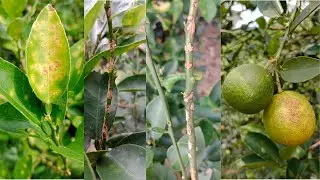 Citrus Canker Symptoms and Methods to Control the Disease.