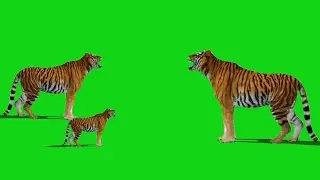 Tiger Green Screen Story |  Green Screen Short Silent Movie | No Copyright |