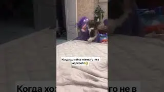 кошка в шоке😄 #animals #животные