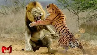Lion vs. Tiger in the Wild: Who Would Win? Animals That Can Defeat a Lion