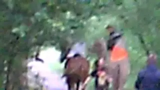 camel in forest\верблюд в лесу