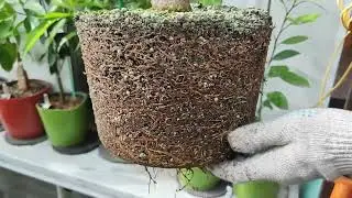 Посадка апельсина в грунт оранжереи