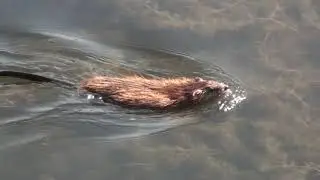 ВОДЯНАЯ КРЫСА ПЛЫВЕТ ЧЕРЕПАХИ ГРЕЮТСЯ ЛЯГУШКИ
