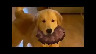 MEMES COMPILATION || N° 113