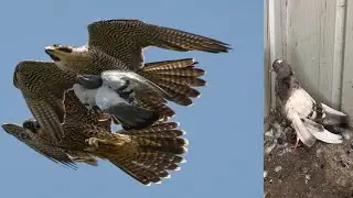 GÖKDOĞAN NIN ALDIĞI GÜVERCİN 2 GÜN SONRA PERİŞAN BİR ŞEKİLDE GELDİ