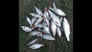 Fishing. Spring roach 2022 in wiring, on a float rod.