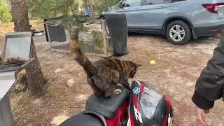Котики в США