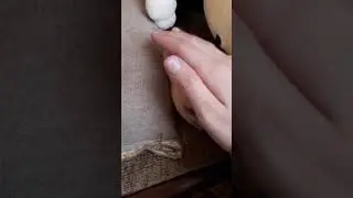 Новый хомячок
