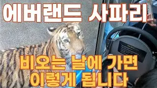 용인 에버랜드 사파리 - 비오는 날에 가면 이렇게 됩니다 [KOREA][SEOUL][WALKER]