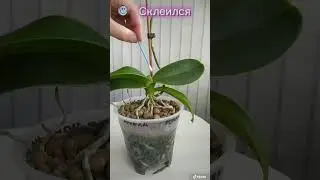 Как помочь орхидее. #орхидеицветут #floweringplant #орхидеи #пересадкаорхидеи #orchidarium