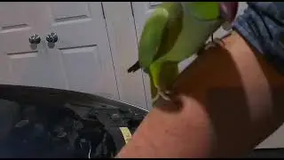 Ringnecks asks owner 'WHAT YOU DOING'? WHILE OWNER FIXES CAR! #shorts #YoutubeShorts