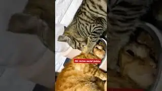 Ramazan ayında kediler #kediler #ramazanayi #sahur #iftar #katze #cats #pisin
